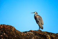 SC124 White Faced Heron, Bundjalung National Park NSW